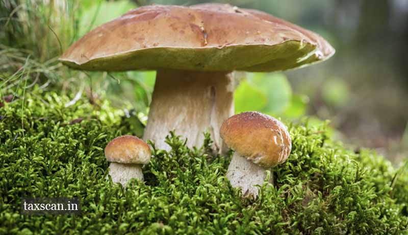 Mushroom - Taxscan