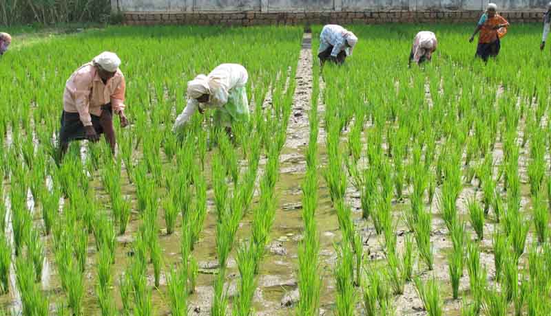 Karnataka High Court - Cash Payments Agriculturists - Farmers - land - Taxscan