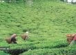 CBIC notifies Requirements for Import of Tea from Nepal as 'Darjeeling Tea' - Vimarsana News