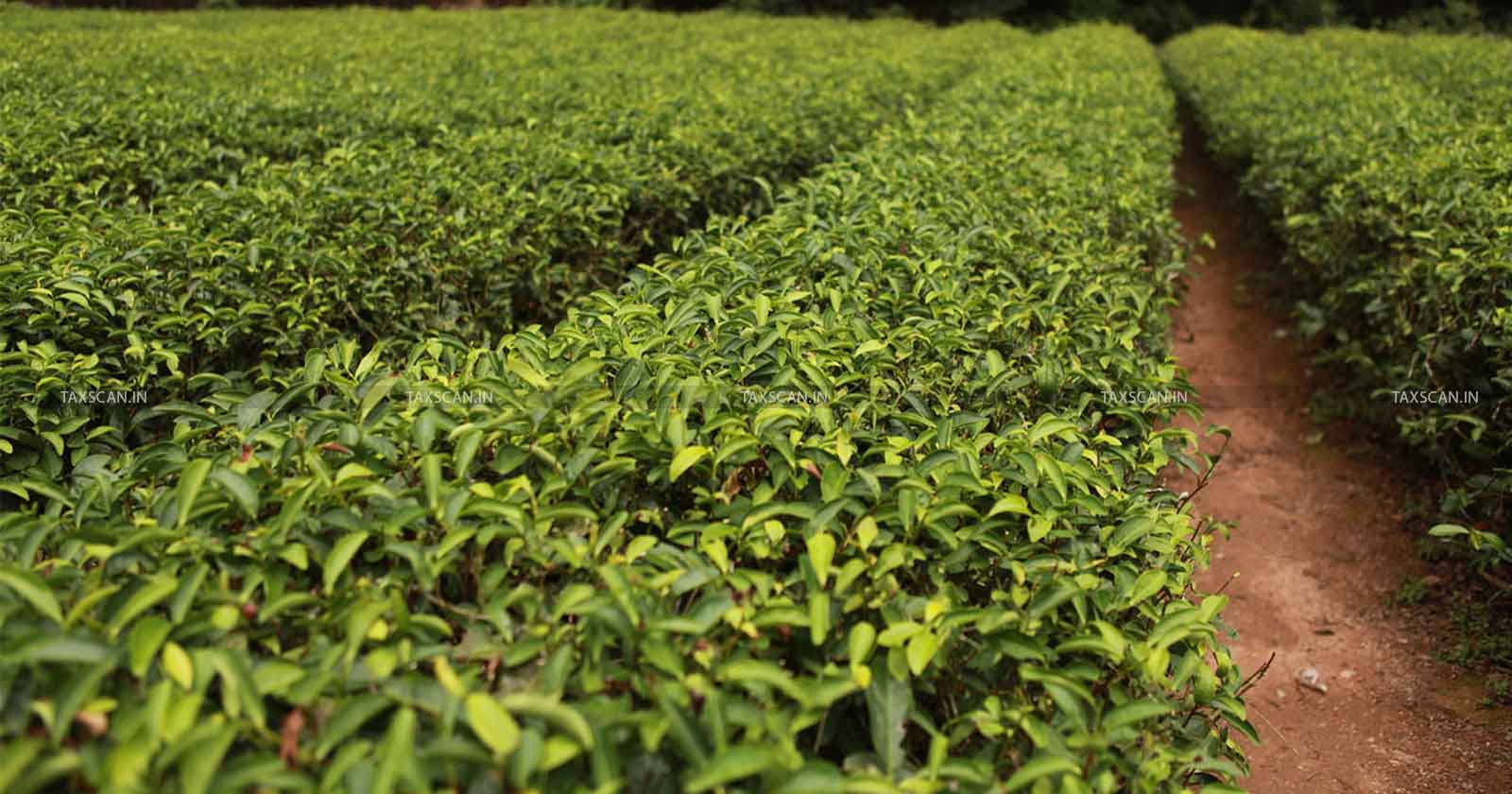 Disallowance of EPF - EPF - Income from Tea Plantation Business - Tea Plantation Business - Business Income - ITAT - taxscan
