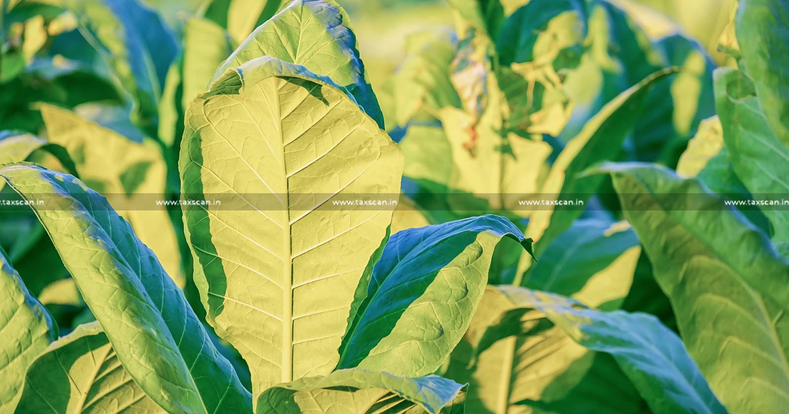 GST - Supply - Unmanufactured Tobacco Leaf - Tobacco Leaf - Natural Edible Gum - AAR - Taxscan
