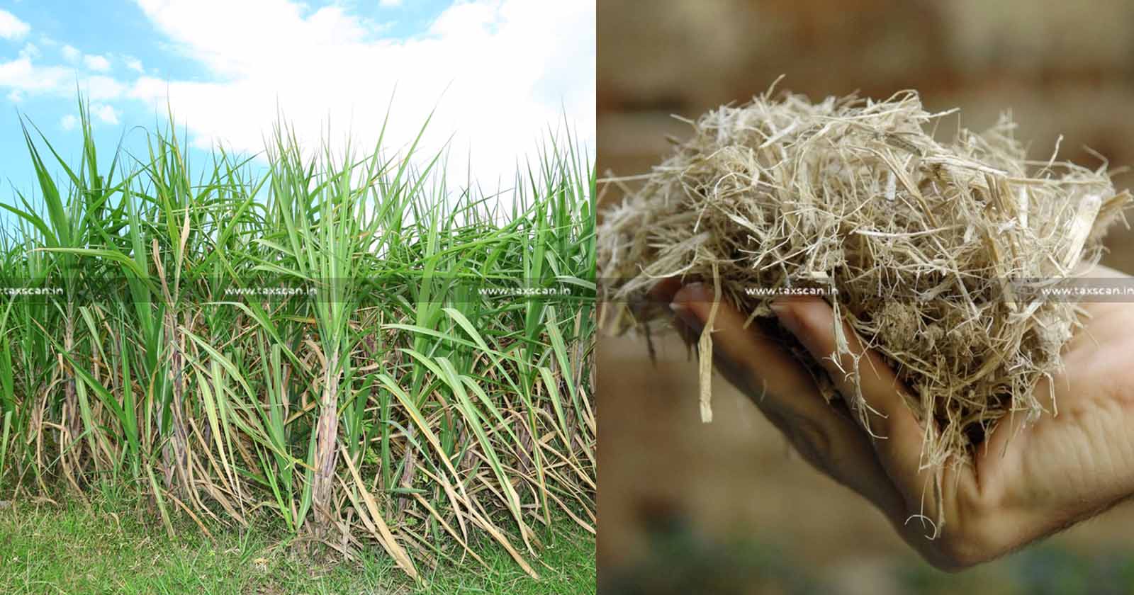 Bagasse is an Agricultural Waste Not a Manufactured Product - CESTAT sets aside Demand of Excise Duty - CESTAT - Demand of Excise Duty - Bagasse - Taxscan