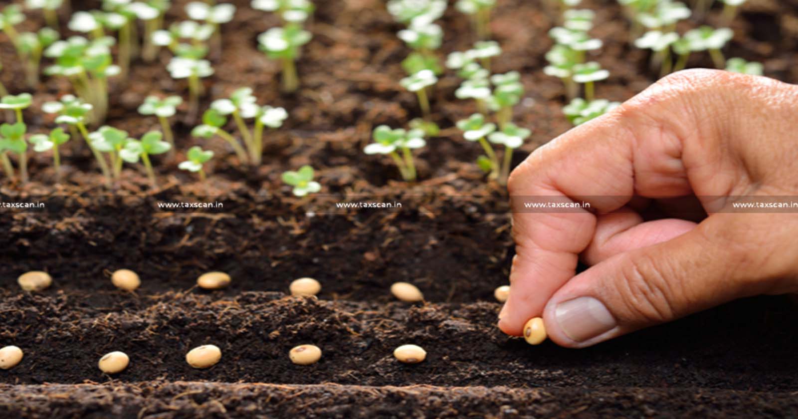 Production of Foundation Seeds - Foundation Seeds - Agricultural Activity - Income Tax Exemption - ITAT - taxscan