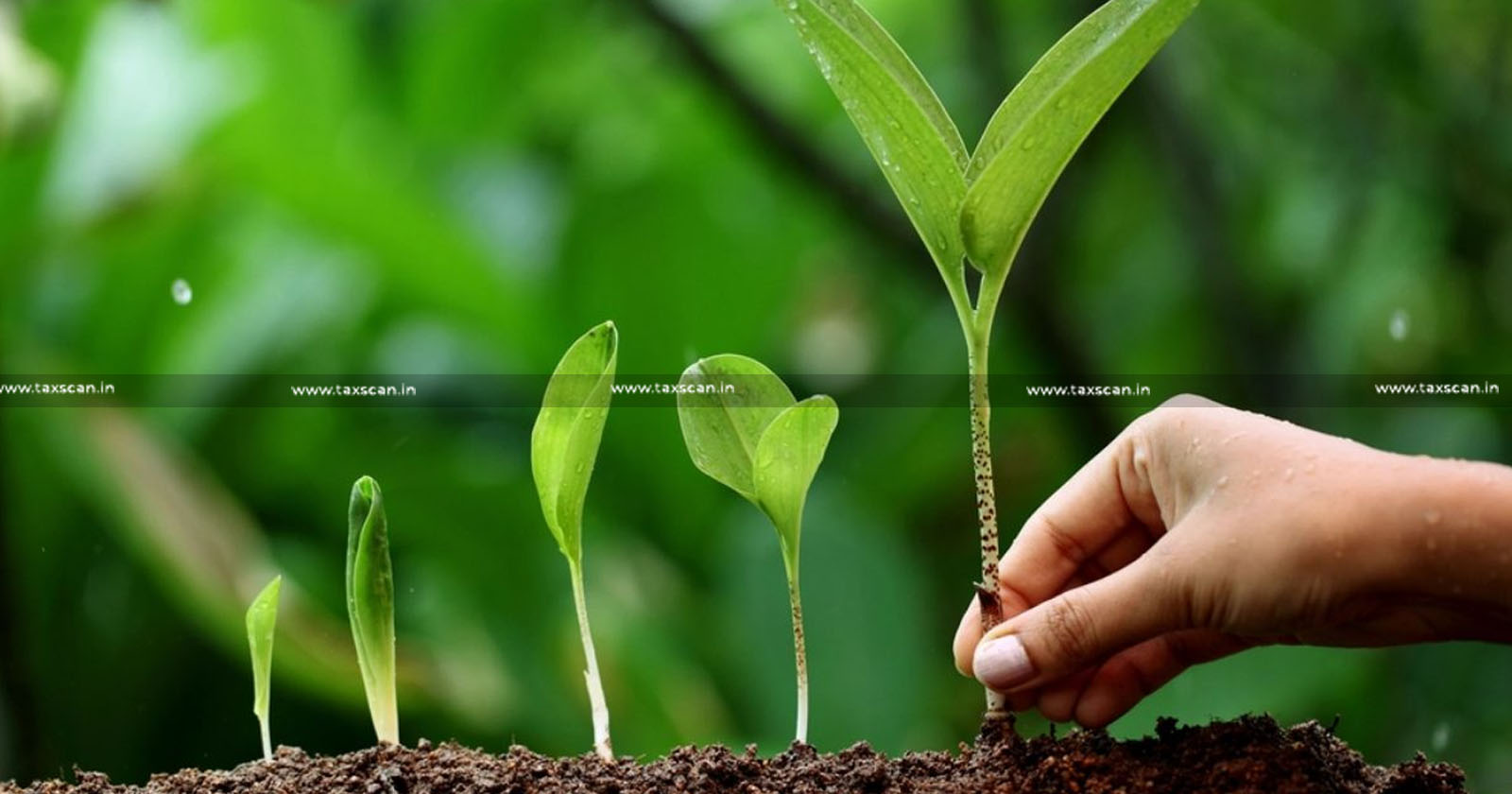 Rapigro - Plant Growth Regulator - Growth Regulator - 18% GST Applies - 18% GST - GST - AAR - Taxscan