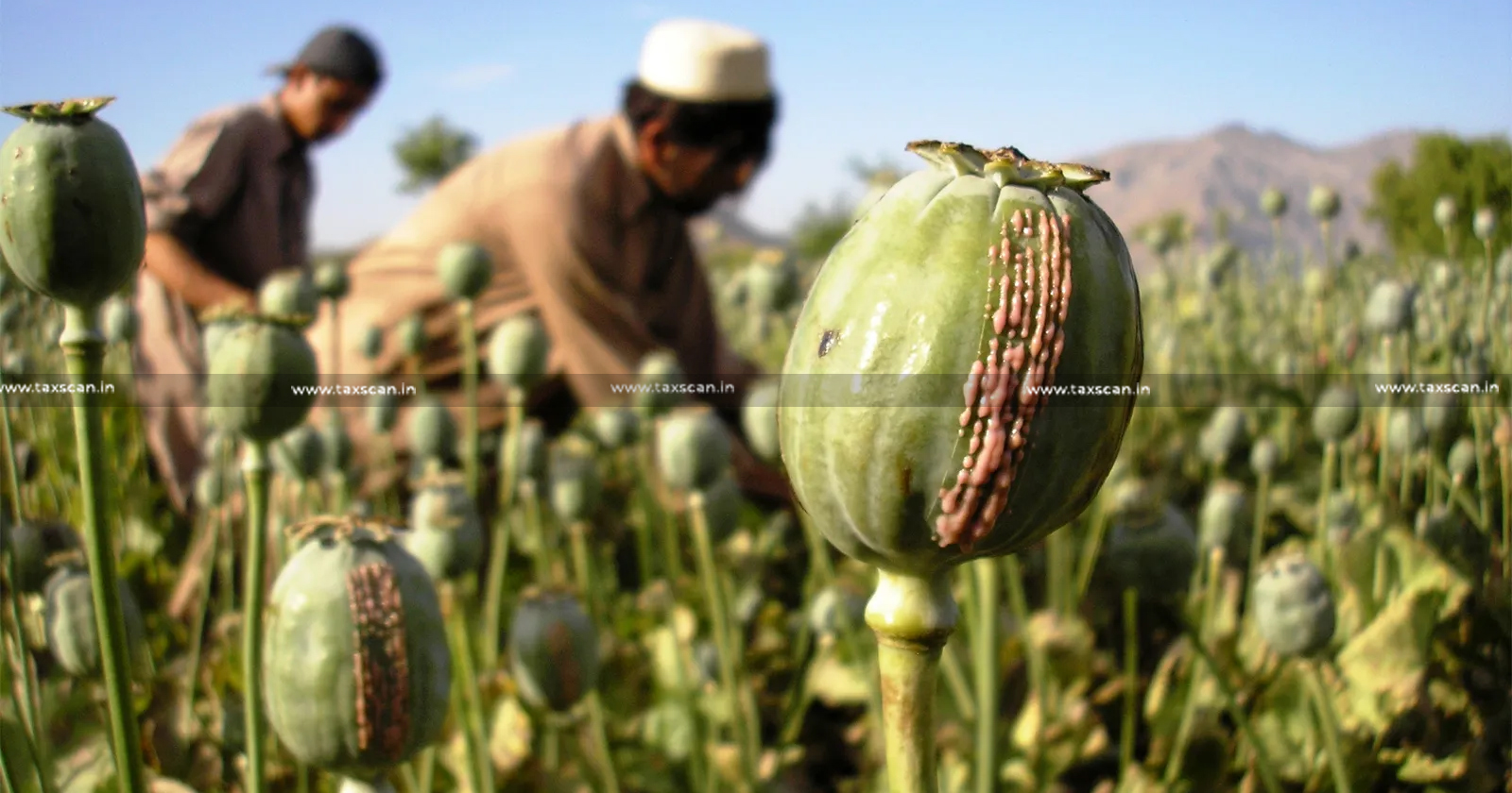 Ministry of Finance - Annual Licensing Policy - Cultivation of Opium Poppy for Production of Poppy Straw - Opium Poppy- taxscanA