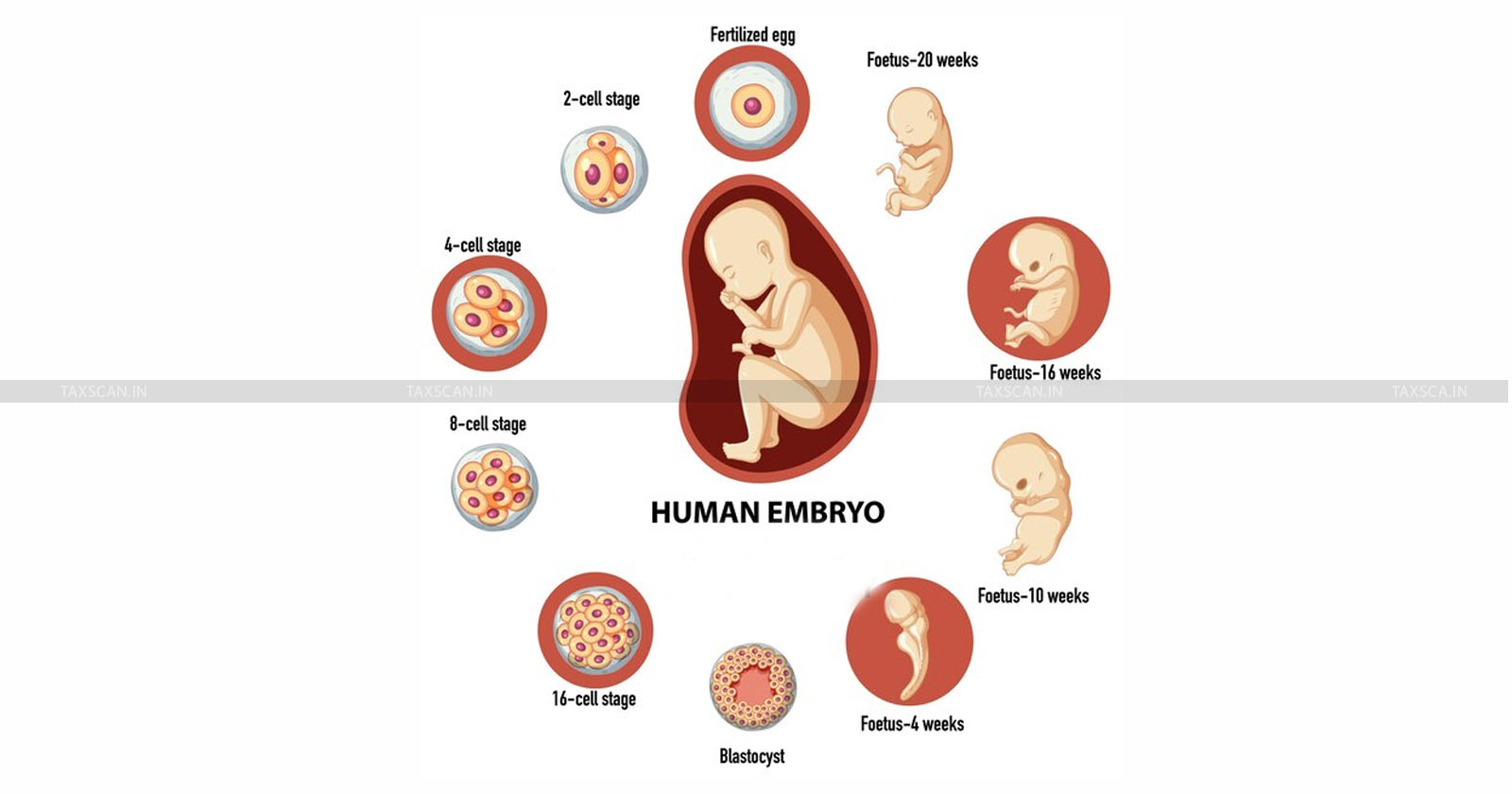 Central Govt Prohibits- Import - Human Embryos - Gametes-TAXSCAN