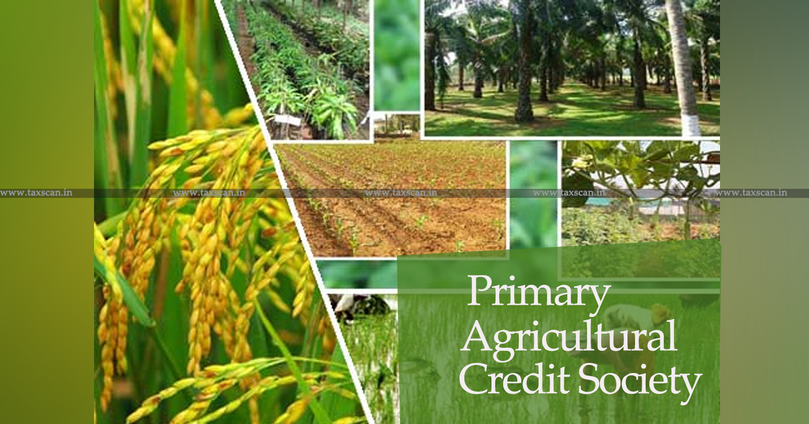 Demand of - Tax for Conditional Stay on Primary Agricultural Credit Society - Kerala HC directs Appellate Authority to decide Matter - TAXSCAN
