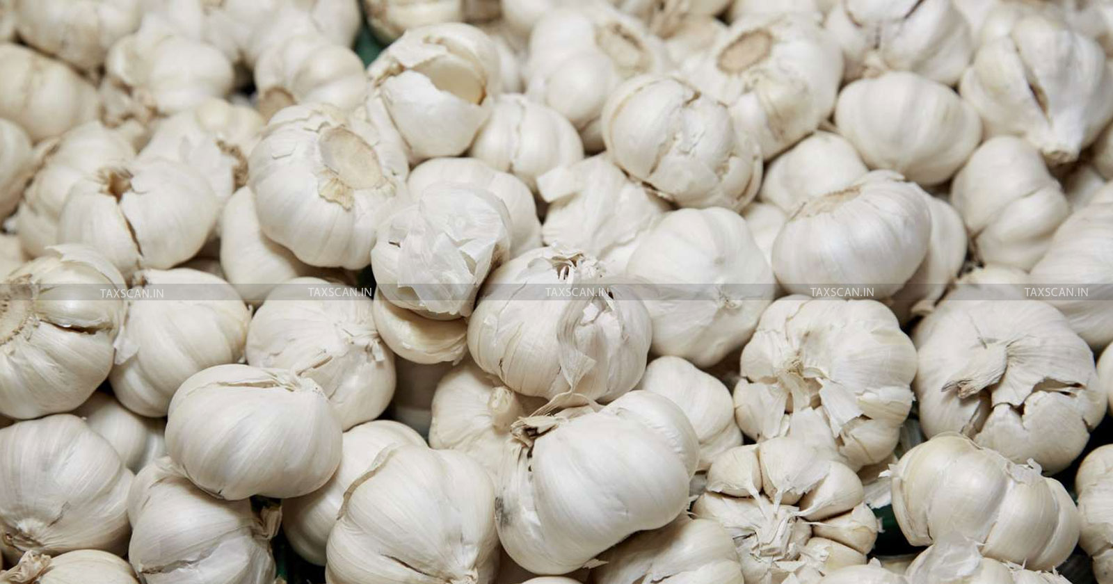 CESTAT Chandigarh - CESTAT - CESTAT garlic import ruling - Release of seized garlic CESTAT - Taxscan